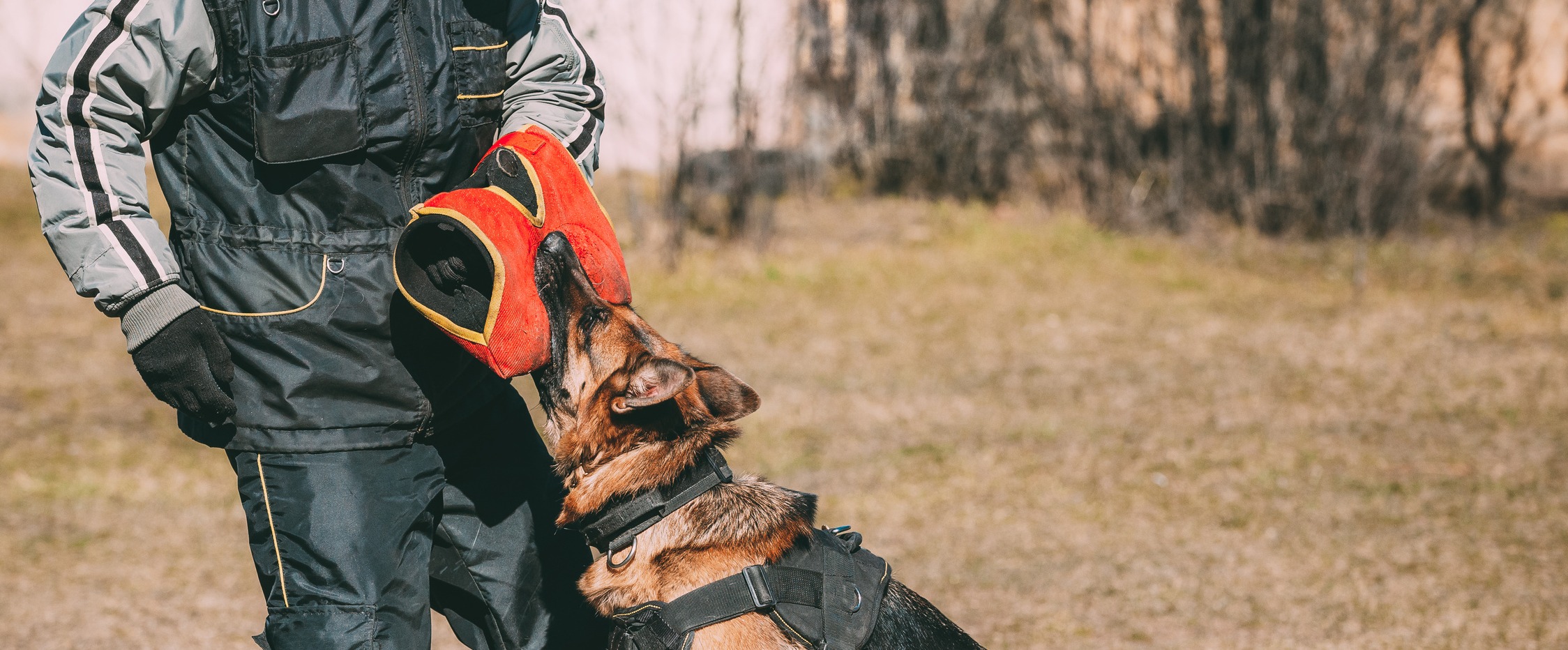 Gondo Securite K9 dog unit — German Shepherd security dog in training
